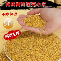 Parrot Feed Valley Subbird Grain 2021 Yellow Belt Shell Millet Bird Food Peony Tiger Leather Xuan Pian bird 5 catty special grain