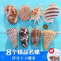 Natural shell conch sea star fish tank landscaping handmade diy perforated drift bottle decoration roll shellfish hermit crab shell