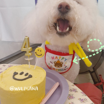 (hana) Korean bear birthday embroidery dog bib pet saliva towel than bear Teddy Bomei cat bib