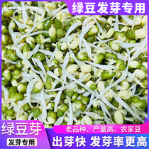 Farmhouse mung bean fresh sprouts bean sprouts special mung bean sprouts new goods 1kg sprouted mung bean sprouts