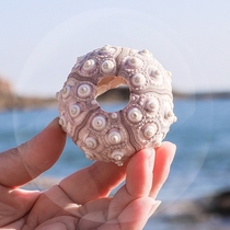 Fish tank decoration sea natural shell decoration sea urchin core creative diy conch screw shell crafts ornaments