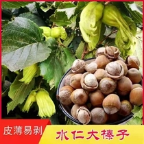 Northeast old farmer 2021 new goods raw hazelnut wild fresh fruit original pregnant woman snacks dried fruit original ecological nuts