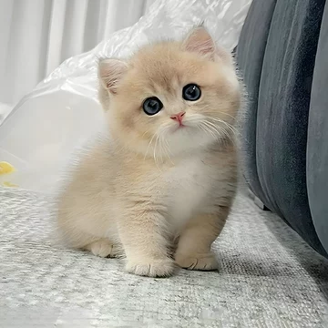 Blue Golden British Shorthair