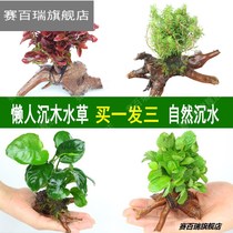 Lazy water grass entry-level aerobic freshwater four-season fish tank decoration simulation