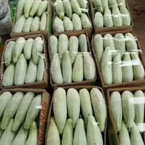 Boyang 61 horns of honey melon fresh fruit in the season 5kg of croissant crispy melon Shandong honeydew melon eat
