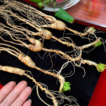 Ginseng fresh forest seed ginseng 20-30 Changbai Mountain without artificial intervention