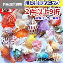 New natural conch shell diy starfish coral fish tank landscaping decoration crafts ornaments color shells