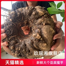 Fresh konjac dig new goods can be ground powder konjac head konjac fruit farmers self-planted konjac 2021 to make konjac tofu