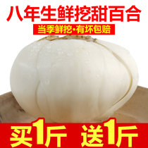 Gansu Lanzhou Lily dig fresh sweet Lily 500g pure edible raw white and non-dry goods specialty grade
