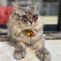 Pet Cat Glasses Comeback Goggle Cool Dogs Glasses Dolls Photo Props Cat Dogs to Blame Sunglasses Ornament Medium fight
