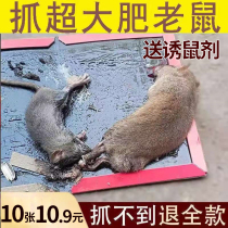 Super power thickened sticky rat plate catching and large rat stick with glue to catch and kill the rat-trap god-ware home with a nest end