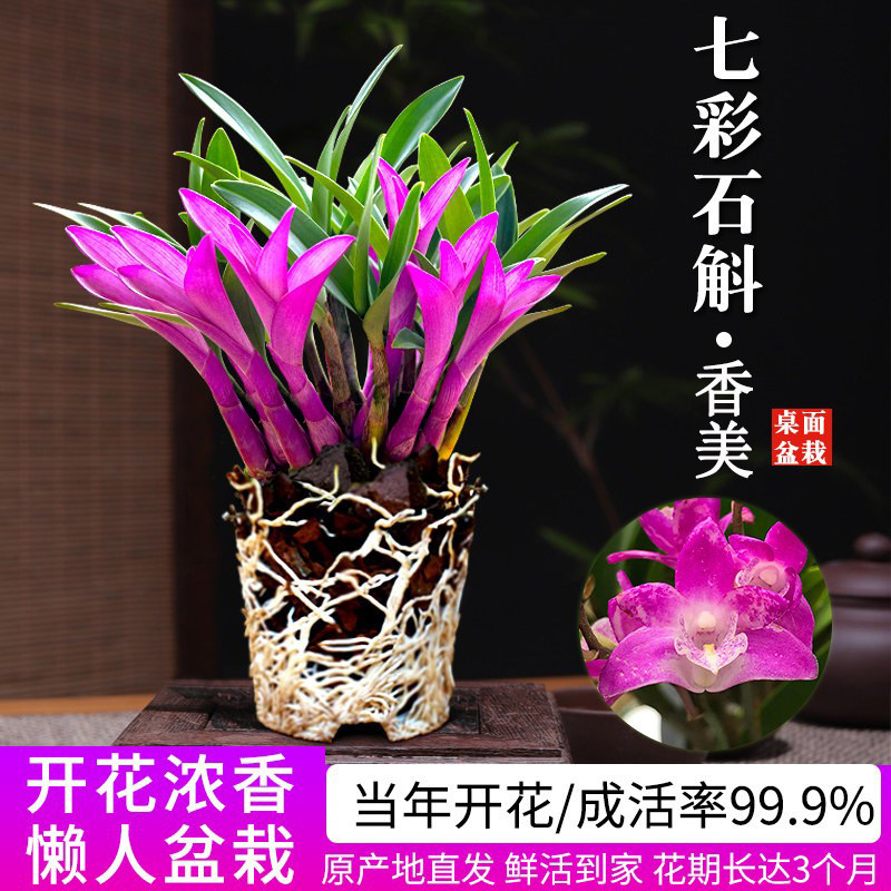 七彩香水石斛兰花-七彩香水石斛兰花促销价格、七彩香水石斛兰花品牌- 淘宝