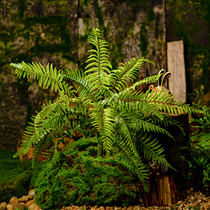 Royal forest simulation ferns fake flowers and plants indoor soft decoration green plant wall landscape decoration green big leaves