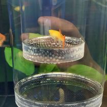 Guppies suspended floating breeding tank breeding incubator box isolation tank delivery room large set of small