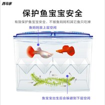 Small fish tank isolation box ornamental fish breeding box guppies spawning room isolation box two-in-one isolation Betta fish tank