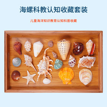Natural shell conch set children's popular science cognitive education school classroom decoration ornaments collection gifts