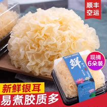 Fresh Tremella white fungus fresh snow ear non-dry goods Gutian Nuo Tremella lotus seed soup 6 boxed live tremella 500g