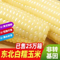 Northeast glutinous corn fresh vacuum sweet glutinous corn cob 10 sticky corn Non-GMO low-fat meal replacement ready-to-eat