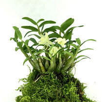Buy three-send-one-meter edge Zhengzong Dendrobium Miao Miao Dendrobium dendrobium Dendrobium Scoop Maple Flowers 9 Dairy Fairy Grass