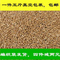 Imported Ghanaian Lizi Parrot Feed Ghana White Tip Food Bird Food Bird Food A Bird Food A Bird Bird Food