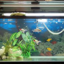 Aquarium PantsAquarium DecorationFish Tank Simulation Aqua