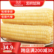 Non-GMO white corn waxy corn cob fresh vacuum packaging fertilizer reduction meal sticky sticky fragrant meal cooked sweet food
