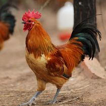 Anhui Feixi soil rooster 2 8kg large Rooster green foot free-range native chicken rural Rooster hen fresh @ CHI
