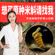Authentic Anhui Huoshan Mi Du Fengdou Super Leading Fengwei Dendrobium can be shoulder-to-shoulder Jiuxian quality gift box