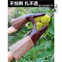 Chestnut artifact picking chestnut tool picking chestnut clip stab glove picking chestnut artifact telescopic