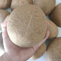 (New) Sea Coconut Emperor Coconut Sea Coconut Chicken Soup Material No Juice Coconut Meat