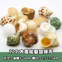 Natural shell conch coral starfish combination set fish tank landscape decoration wedding roll shellfish hermit crab shell