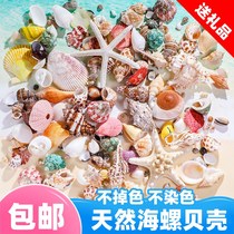 Natural shell fish tank landscaping small conch shell hand decorative painting specimens roll shellfish hermit crab crafts starfish