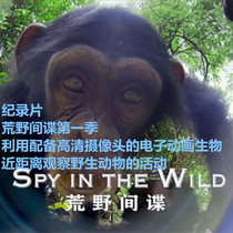BBC classic wildlife documentary wilderness Spy Season 1 Episode 5 Episode full English soundtrack Chinese and English double subtitles