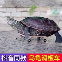 Turtle scooter finger fingertip mini toy professional small skateboard model pendant trembles with net Red pet