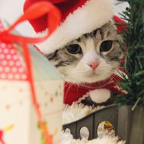 Cat Christmas decorative scarf scarf scarf head cover cute personality dress up pet New Year costume cape hat