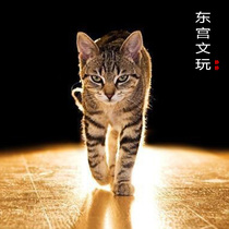 Dongyang Wen Play Link Specialized Good Credit will play people