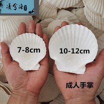 Barbecue with garlic hibiscus fans white large scallop shell steamed scallop Hawaiian half shell large tray shells