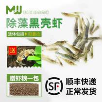 Black Shell Shrimp Small Vat Clean Shrimp Turtle Feed Except Algae Shrimp Ornamental Shrimp Tools Shrimp Grass Vat Aquarium Fish Tank Building