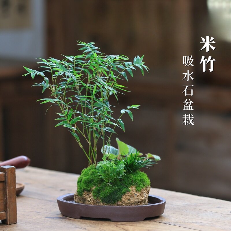 竹葉石 水石 鑑賞石 盆栽石 盆栽 内门竹吸水石盆栽-内门竹吸水石盆栽促销价格、内门竹吸水石盆栽品牌- 淘宝
