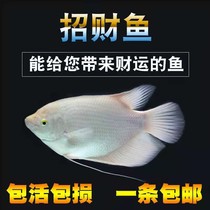 Fish boat live dark eye red eye treasure tropical watching fish large and medium-sized fengshui fish