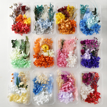 Mixed immortal flower dried flower diy material package real flower natural air-dried scented candle group fan photo frame decorative material box