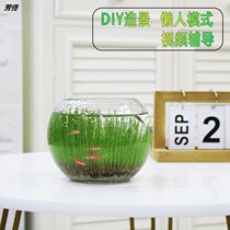 Fish tank Water Grass mud plant seed glass transparent real grass Water Cultivation Eco Vases for Micro Landscape Diy