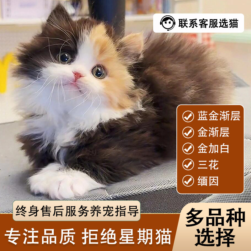长毛三花猫幼崽-长毛三花猫幼崽促销价格、长毛三花猫幼崽品牌- 淘宝