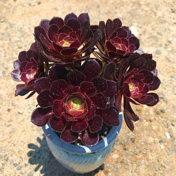 多肉植物 アエオニウム ❤️小葉香炉皿法師缀化❤️23cm!拔き苗！3年生老桩 多肉法师老桩-多肉法师老桩促销价格、多肉法师老桩品牌- 淘宝