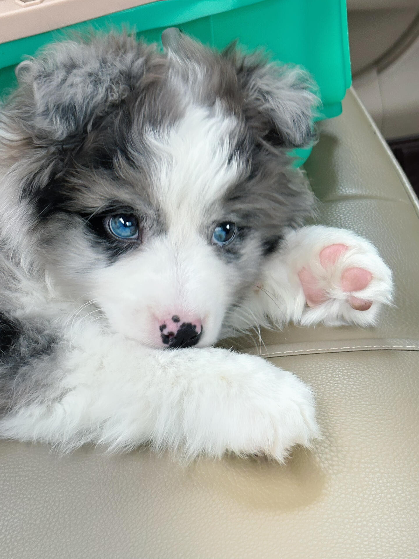 25年纯种边牧幼犬值不值得买？双血统黑白陨石金边色真实体验分享-旅游-淘宝好物网