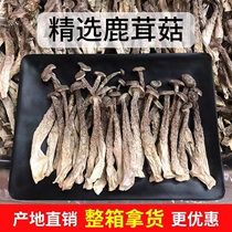 Fresh Antler Mushrooms Dry Goods 500g Antler Fungus Special Grade Antler Mushrooms Soup Ingredients Edible Mushrooms Mushrooms Wild Mushrooms Mushrooms