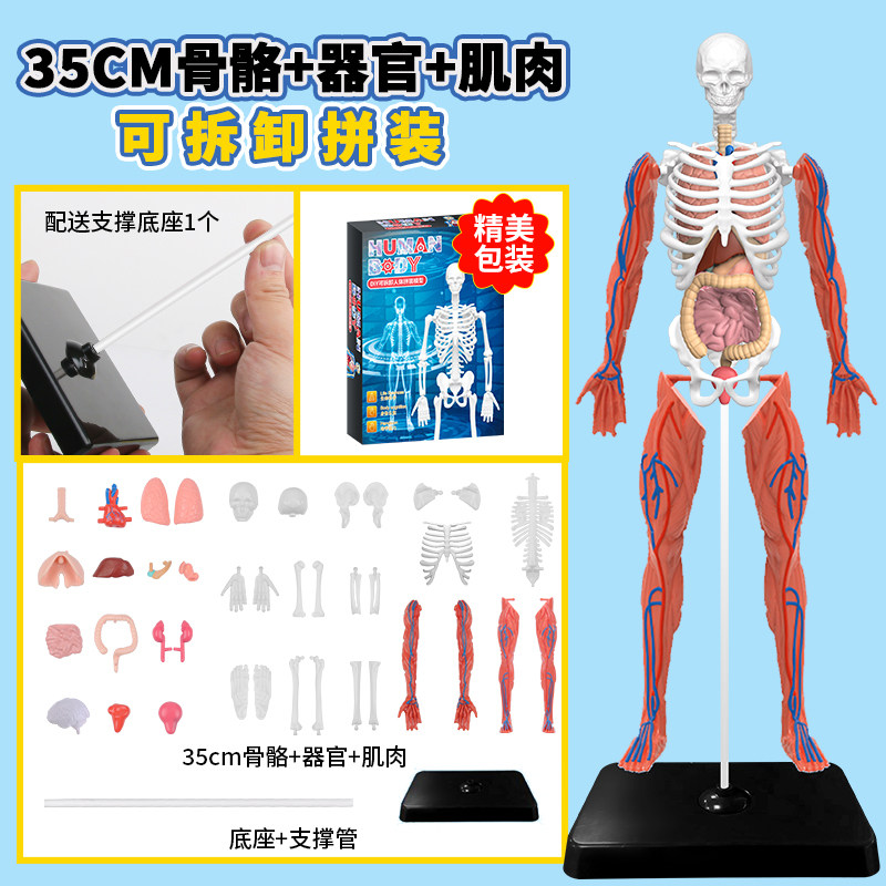 78cm人体解剖模型-78cm人体解剖模型促销价格、78cm人体解剖模型品牌- 淘宝