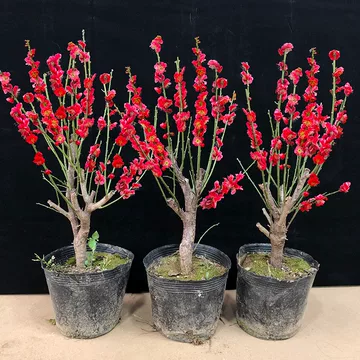 紅梅 盆栽　赤花 大红梅花老桩盆栽-大红梅花老桩盆栽促销价格、大红梅花老桩盆栽品牌- 淘宝