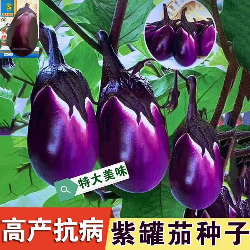 茄瓜苗-茄瓜苗促销价格、茄瓜苗品牌- 淘宝