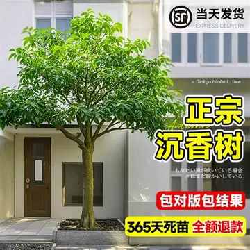 什么才是真正的伽南香？ - 知乎